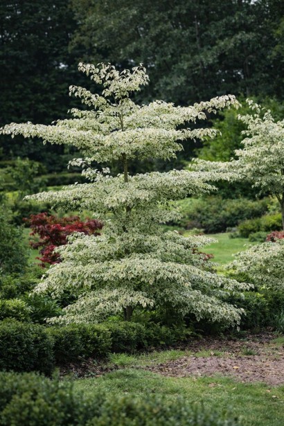 Дерен спірний Variegata фото